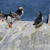 puffin_atlantic_msi_h_1977_can1094.jpg